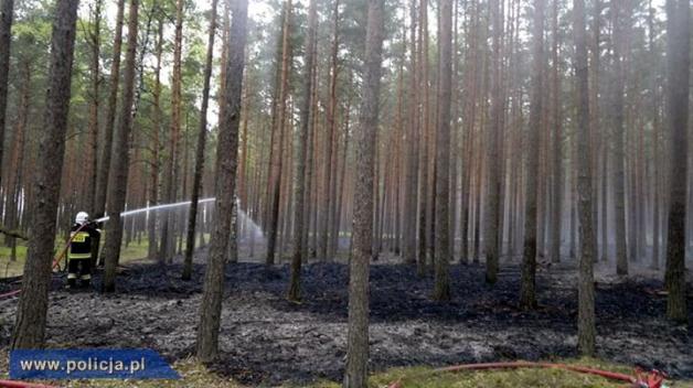 Ostrołęka: Seryjny podpalacz lasów w rękach policji!